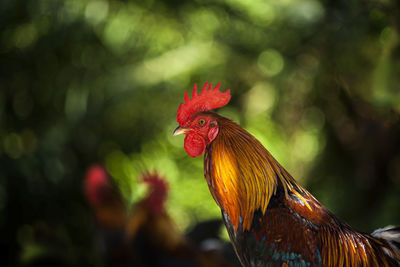 Close-up side view of a bird