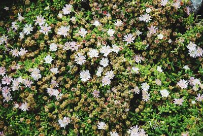 Close-up of white flowers