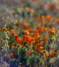 Close-up of red flowering plants on field