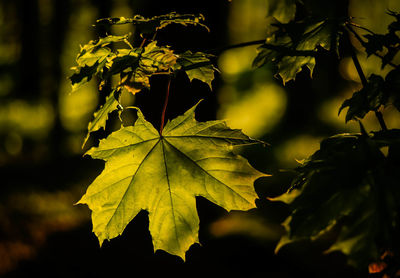 Close-up of maple leaves against blurred background