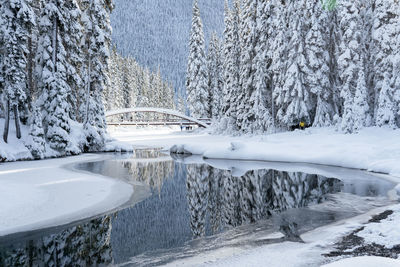 Snow covered river and forest