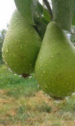 Close-up of wet plant