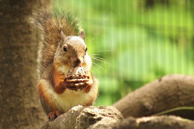 Squirrel holding nut during sunny day