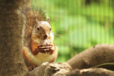 Monkey sitting on tree trunk