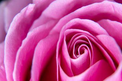 Close-up of pink rose