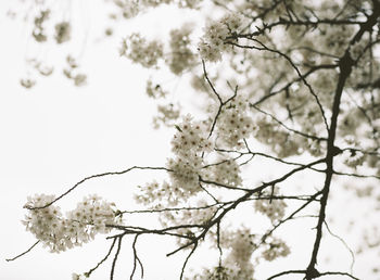 Close-up of white blossoms growing on branches