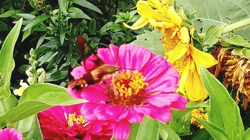 Close-up of bee on pink flowers