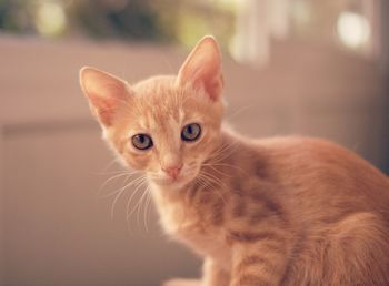 Portrait of ginger cat