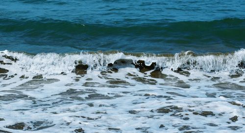 View of horse in sea