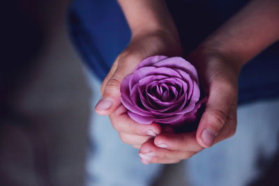 Midsection of person holding purple rose