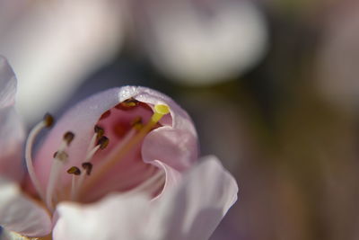 Close-up of flowers