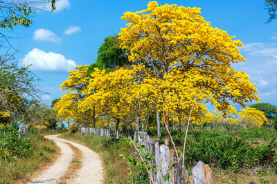 Road amidst trees against sky