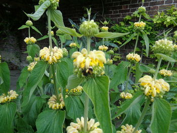 Close-up of yellow flowers