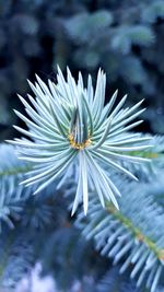 Close-up of white flower in snow