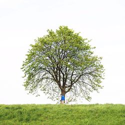 Trees on grassy field