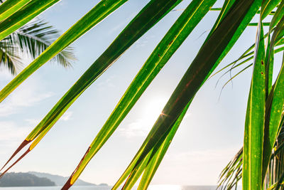 Low angle view of palm trees against sky