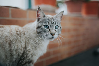 Close-up portrait of cat by wall