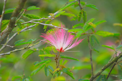 Close-up of pink flower blooming outdoors