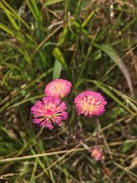 High angle view of pink flowering plant on field