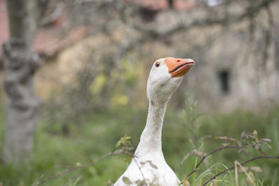 Close-up of bird against blurred background