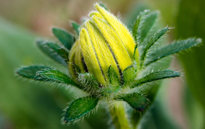 Close-up of yellow flowering plant