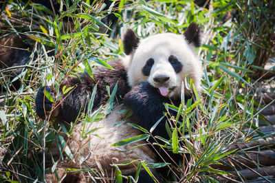 Close-up of an animal