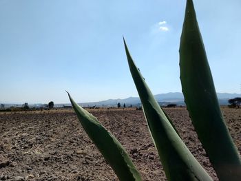 Close-up of cactus on field against sky