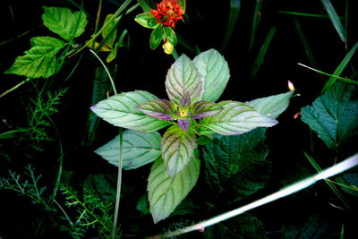 High angle view of various flowers blooming outdoors