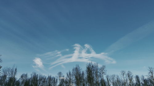 Low angle view of trees against blue sky