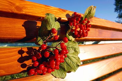 Low angle view of fruits