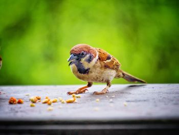 Close-up of sparrow perching on table