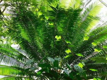 Low angle view of palm trees