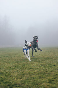 Dogs playing with dog on grass