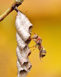 Close-up of insect on dry leaf