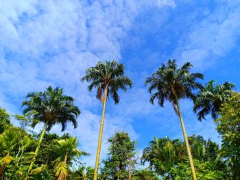 Low angle view of coconut palm trees against sky