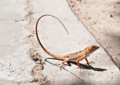 High angle view of lizard on land