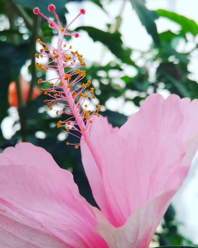 flower, petal, freshness, fragility, flower head, growth, pink color, focus on foreground, beauty in nature, close-up, blooming, nature, plant, in bloom, pollen, red, blossom, single flower, stamen, outdoors