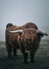 Horse standing in a field