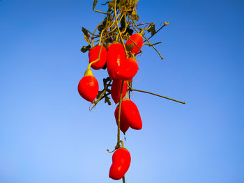 Low angle view of red berries against blue sky