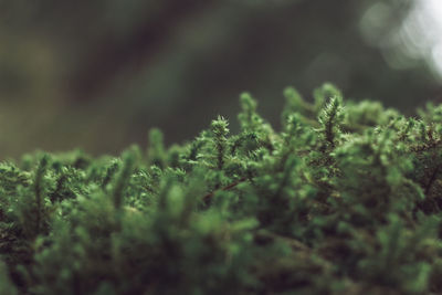 Close-up of moss growing on field