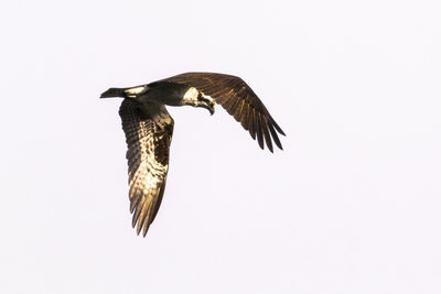 Low angle view of eagle flying in sky