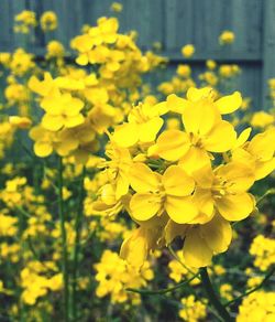 Close-up of yellow flower