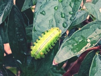 High angle view of insect on leaf