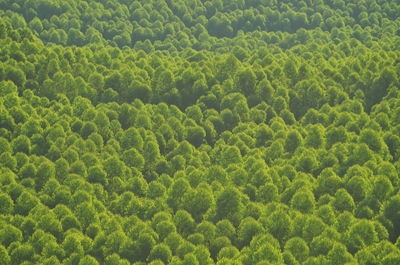 Full frame shot of trees in forest