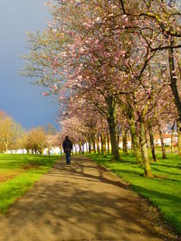 Rear view of trees on footpath in park