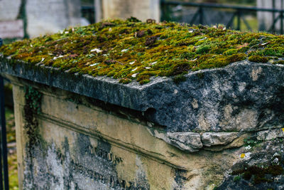 Close-up of moss growing on wall