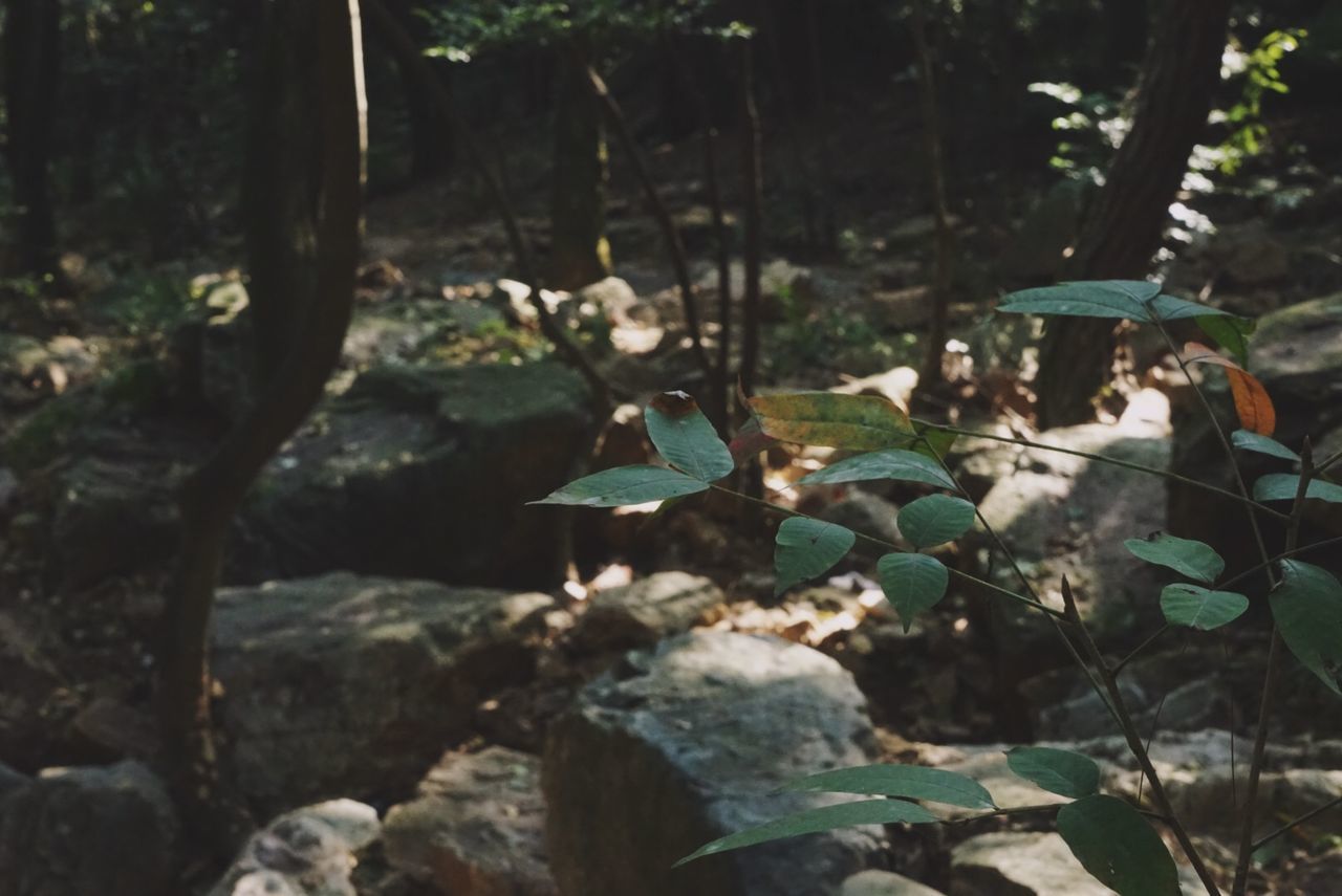 CLOSE-UP OF PLANTS GROWING ON LAND