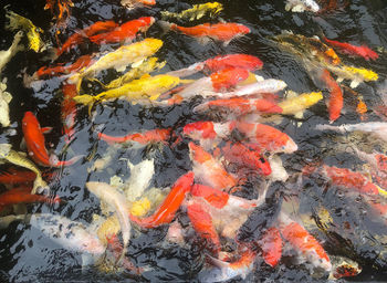 High angle view of koi carps swimming in pond