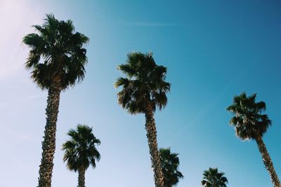 Low angle view of palm trees against clear sky