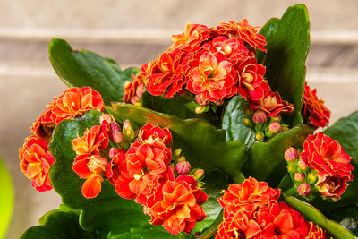 Close-up of red roses on plant